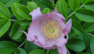 Rosa rugosa “White perfection”
