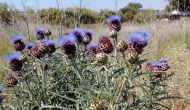 Cynara cardunculus